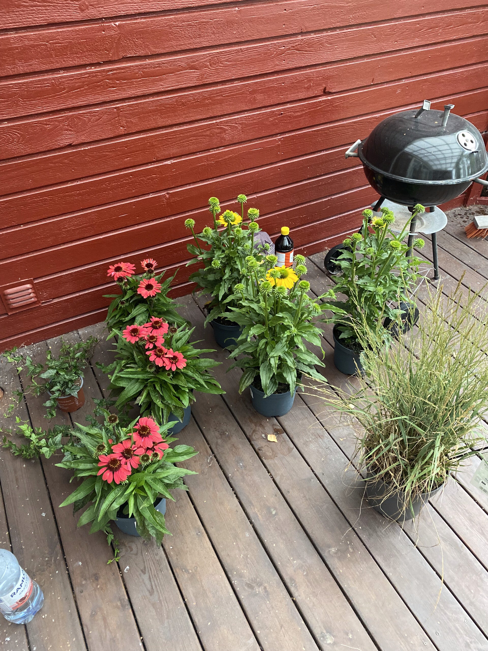 Blommor i planteringskärl vid en röd vägg
